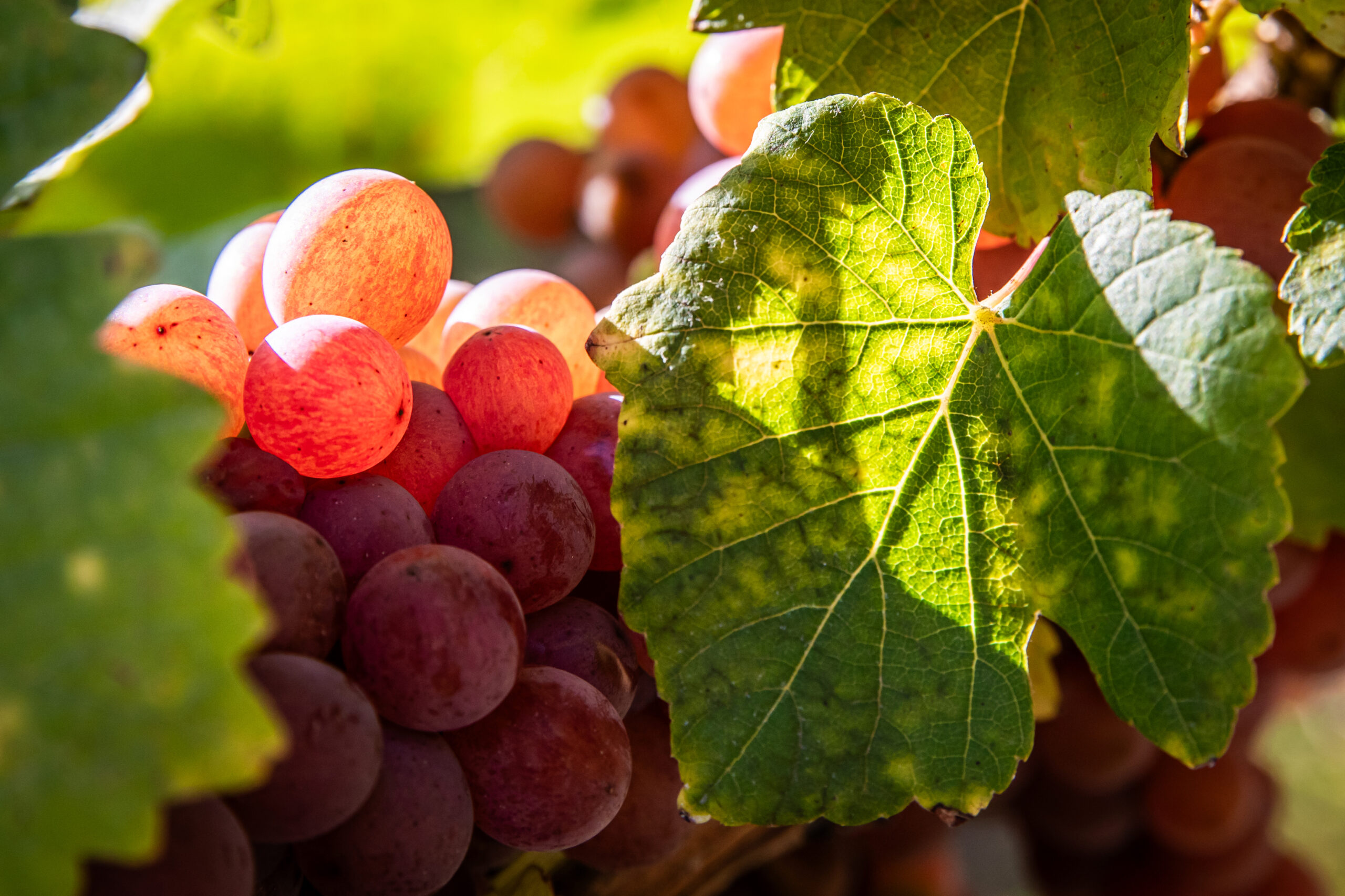 016_Pinot-Gris